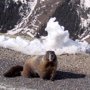 Marmot The Animal