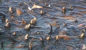 rafting Sea Lions