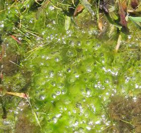 <p>In the Spring, the Headlands are a wet ferment of mosses, grasses, mushrooms, and running water</p>