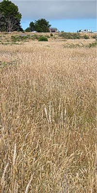 <p>European grasses (thanks to hay...