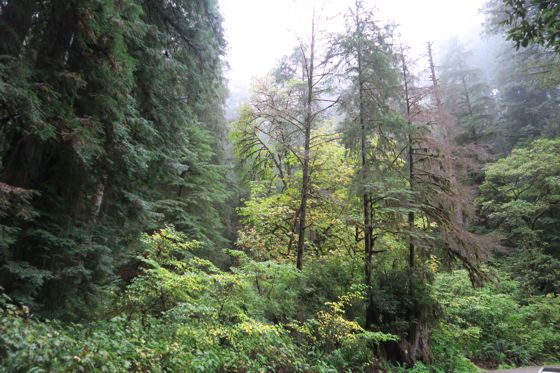 <p>Foggy tops along the gravel road through Jedediah Smith Redwoods State Park</p>