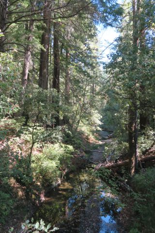 <p>Orr Creek at Montgomery Redwoods</p>