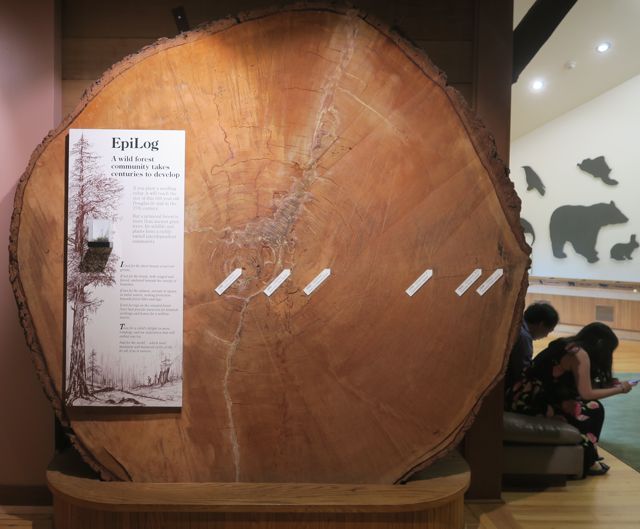 <p>A large slice of a Fir tree harvested sometime in the 1940s or 1950s</p>