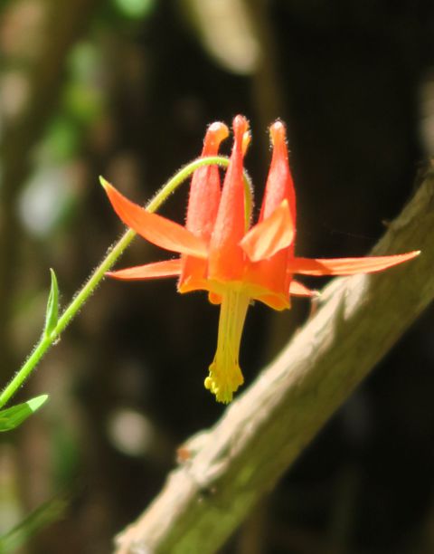 Columbine flower
