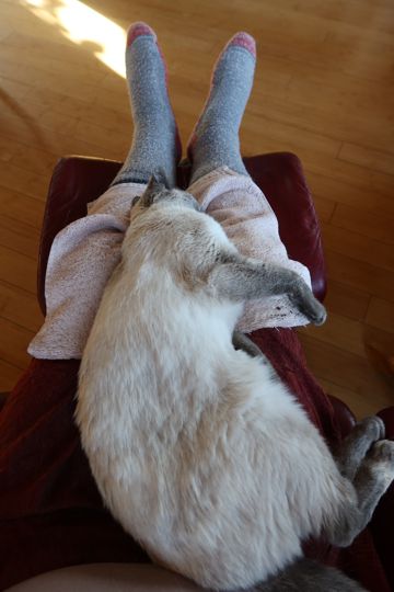 <p>Pi cat sacked out on my lap the morning after we got home</p>