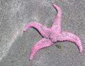 sea star : click to go back to the start of the walk
