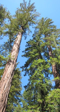 <p>Redwoods can grow to well over 100 meters tall -- tallest tree in the world</p>
