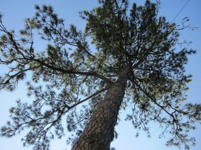 <p><em>Pinus nero</em></p>