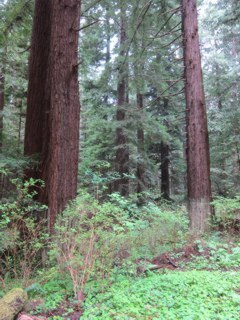 <p>Redwoods along the Navarro River</p>