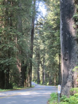 <p>Newton B Drury Parkway through Redwood National Park</p>