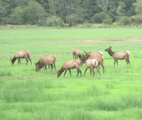 <p>One clan of the Elk herd at Dean Creek on the Umpqua</p>