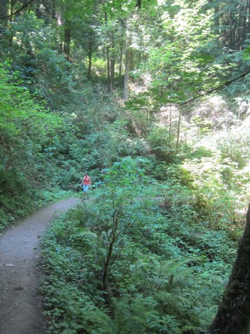 <p>Wilderness Trail, Forest Park</p>