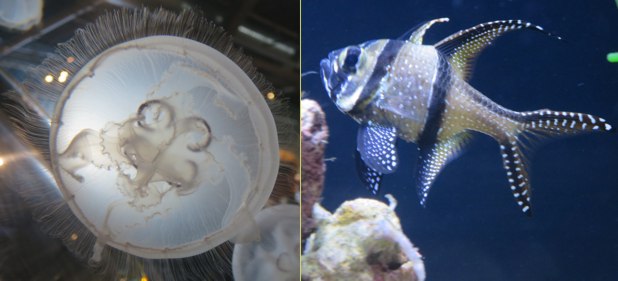 <p>Moon Jellies and Bangai Cardinalfish</p>