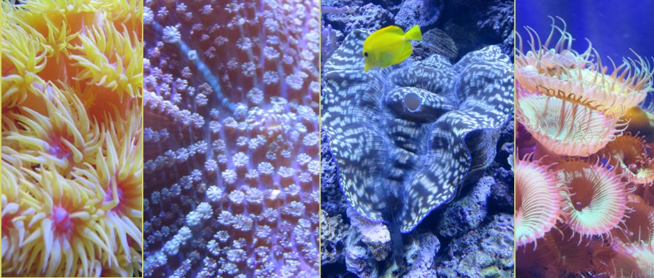 <p>A superb collection of anemones and, second from right, a 2 foot Giant Clam</p>