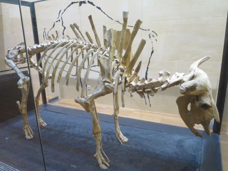 <p>A skeleton of a bison like the ones pictured at Lascaux and Niaux</p>