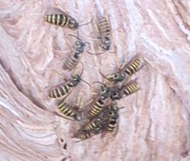 close-up: wasps around the nest entrance