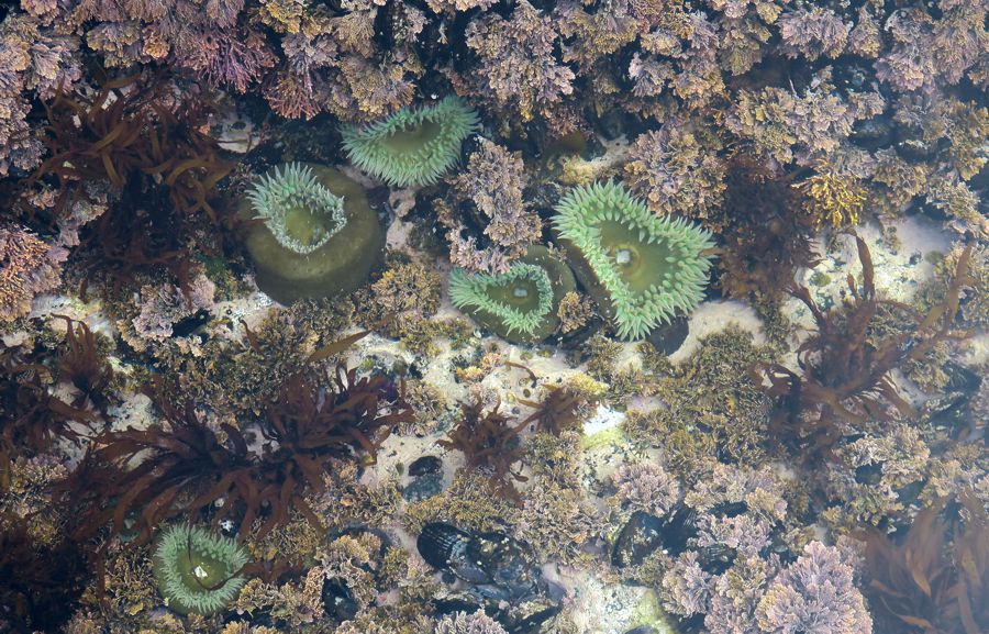 <p>Sea Anemones in a healthy tidepool</p>
