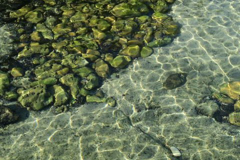 <p>Some of the intertidal zone looks like this</p>