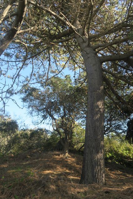 <p>Wind-trained tree at Stinson Beach</p>