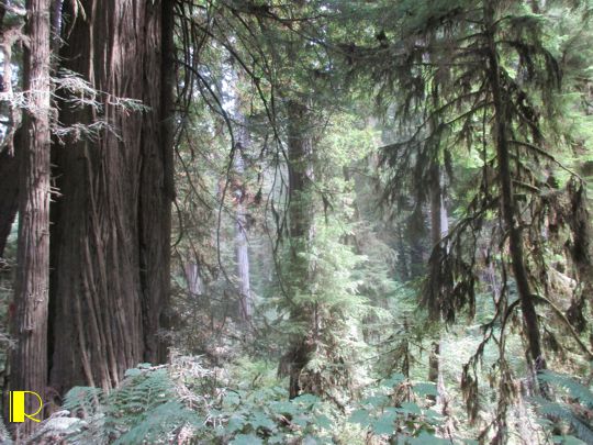 <p>Grove of Titans, Jedediah Smith Redwoods State Park</p>