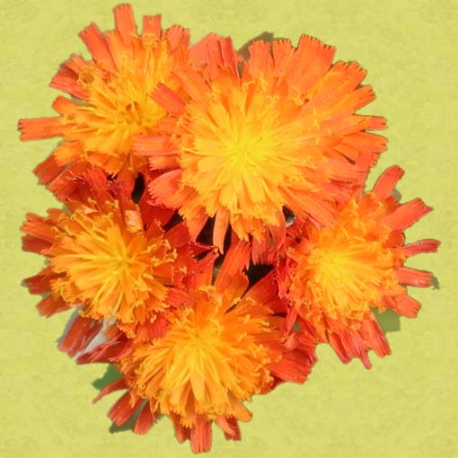 perky orange flower